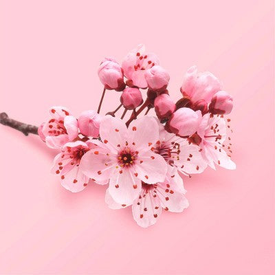 Beloved Cherry Blossom & Tea Rose Shower & Bath Gel 11.8oz