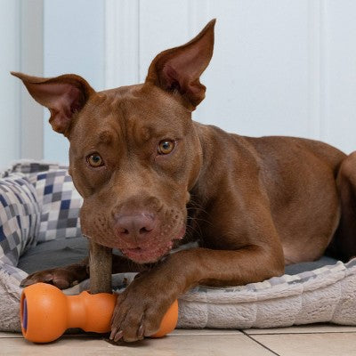Bow Wow Buddy Safety Device Holder for Dog Bully Sticks and Chews - L